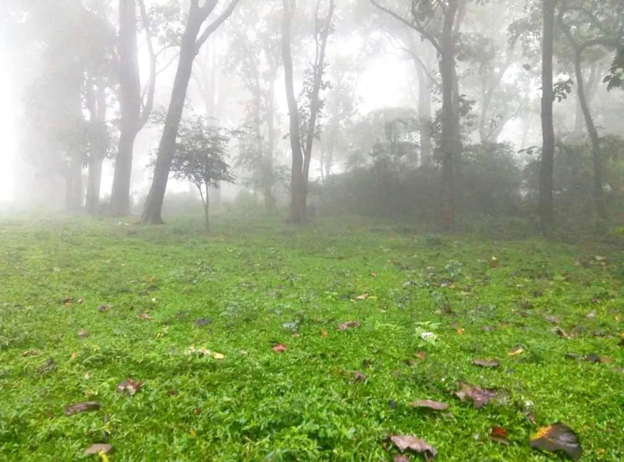 Wild Window - Forest View Homestay Thekkady