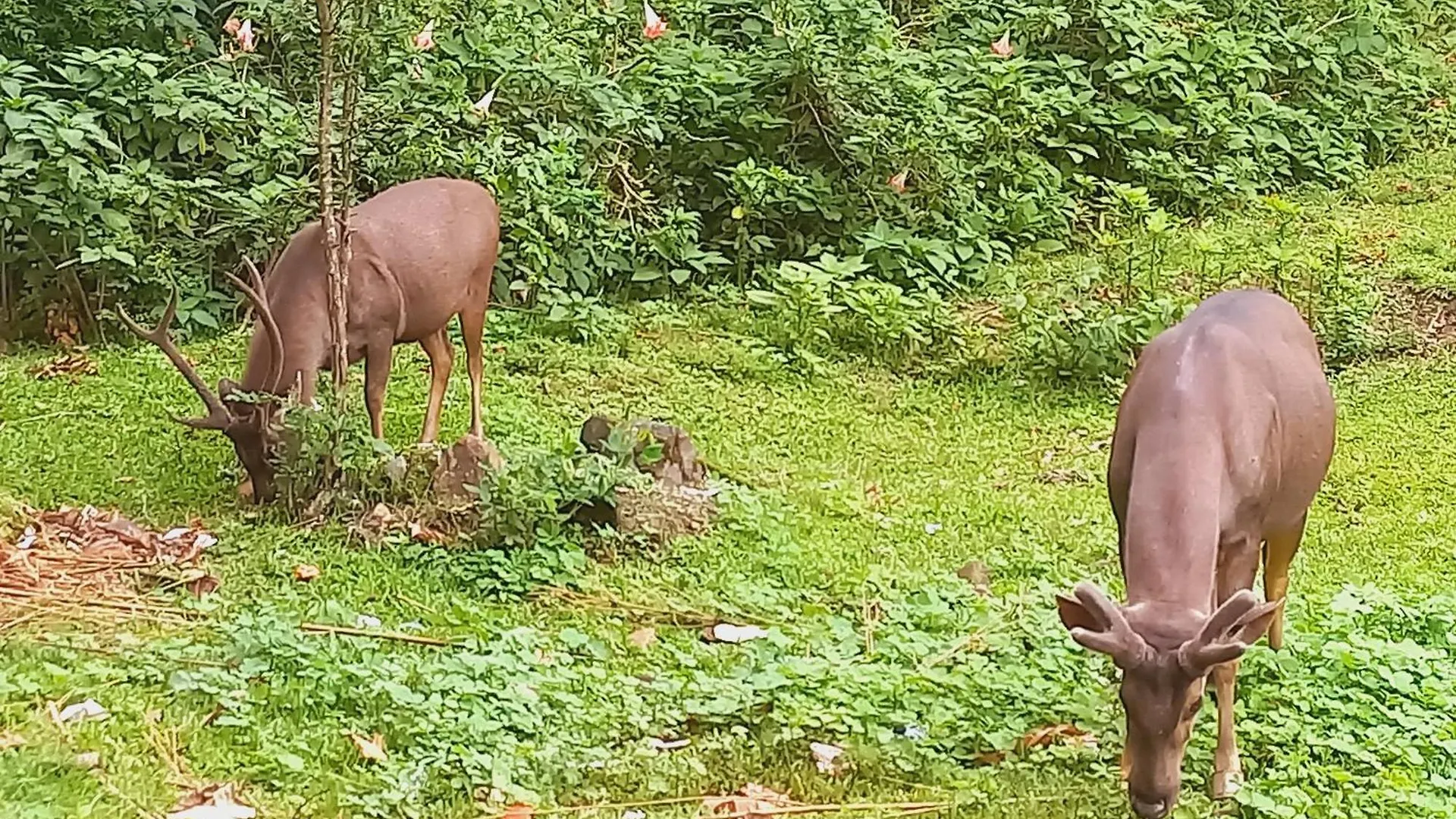 Wild Window - Forest View Homestay Thekkady 0*,